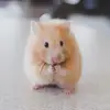 Linds.ca - @lindsey_isabel - TikTok