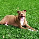 Lindsey Dobie Grice - @lindsey_dobie_grice - Instagram