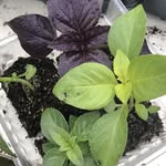 Lindsey Grice - @lindseysgarden - Instagram