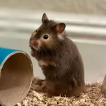 Lindsey Kohl - @mrsnibbles_hampster - Instagram
