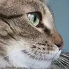 Lindsey McCall - @lindsey.mccall4 - TikTok