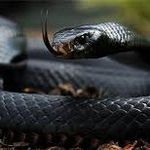 Lindsey Simmons Mccall - @evilsnakesister - Instagram