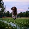 Lindsey Monroe Siffe - @wyliethewirehaired - TikTok