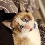 Lindsay Raines - @zeke.siamese - Instagram