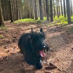 Lindsey Thomson - @sirkevin_thescottie - Instagram