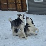 Lindsey Werner - @siberian_husky_mama - Instagram