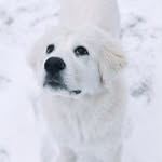 Lindsey Wise Photography - @lindseywisephotography - Instagram