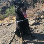 Lindy Bell - @lindy_bell_thegermanshepherd - Instagram