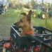 Lindy Carter - Facebook