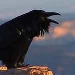Lindy Edwards - @dumbass1960 - Instagram