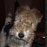 Lindy Evans - @dogindough2021 - Instagram