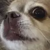 trash panda - @lindyking5 - TikTok