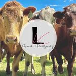 Lindy Knight - @lkranchphotography - Instagram