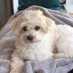 Lindy Miller - @lindythepup - Instagram