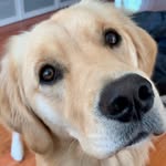Lindy “Ruff” 🐾 - @lindyruffbrowski - Instagram