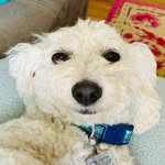 @lindyruff_thedog - Instagram
