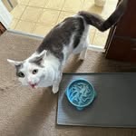 @lindyruffthecat - Instagram