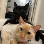 🐈Lindy and 🐈‍⬛Simon - @simonandlindy - Instagram