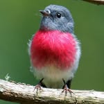 Linda Waters - @happy_birders_nom_de_plume - Instagram