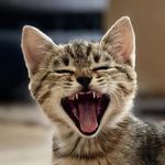 Lindy Wright - @lindywrightdesign - Instagram