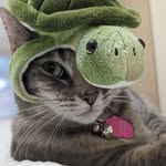 Ling Kam - @lingkam1951 - Instagram