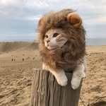 Lingjun Chen - @lingjunchenc - Instagram