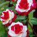 Linh Lai - Facebook