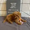 Linh Lai - @marvelous_mochadog - TikTok