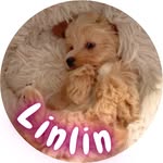 りんりん🍒 - @linlin.maltipoo - Instagram