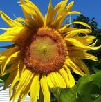 Linnea Davis - Facebook