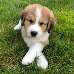 Linnea Edwards - @jake.the.great.bernese - Instagram