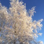 Linnea Engström - @fruengstroem - Instagram