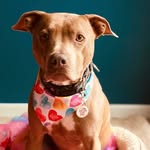 Linsey Brown - @apbtlillybean - Instagram