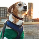 Lionel Bean - @lionel_bean - Instagram