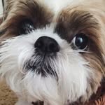 Lionel Bean - @lionelbean - Instagram