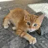 lionelbean - @lionelbeancreten - TikTok