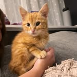 @lionelbeancreten - Instagram
