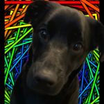 Buddy - @lionel.simson - Instagram