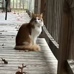 Lionel Webster - @mycatlionel - Instagram
