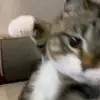 Jesus lira-jimenez - @chewy0929 - TikTok