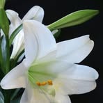 Lirio Sanchez - Facebook