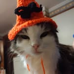Lisa D Acord - @loves.cats.loves.halloween - Instagram
