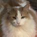 Lisa Adelman - Facebook