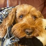 Lisa Agnew - @the5agnews - Instagram