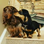 Lisa Altieri - @danteskitchendoxies - Instagram