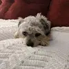 lisaaltiericarbo - @lisaaltiericarbo - TikTok