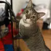 lisaaltman - @lisa.beddazzle_ - TikTok
