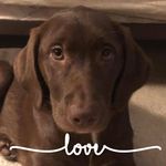 Lisa Amodeo - @954liza - Instagram