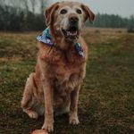 Lisa Ansell - @lisaansell9791 - Instagram