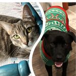 Lisa and Argo - @lovely_lisa_and_argo - Instagram